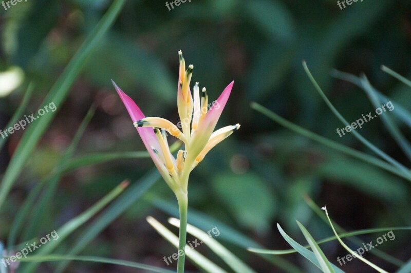 Bird Of Paradise Tropical Flower Pink Orange