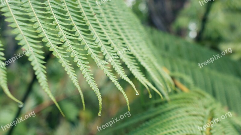 Flora Leaf Nature Growth Desktop