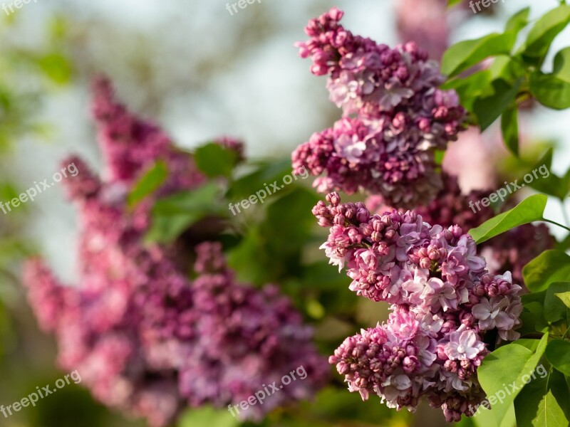 Without Lilac Plant Nature Flower