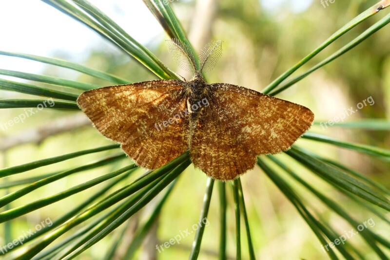 Nature Tree Pine Plant Season