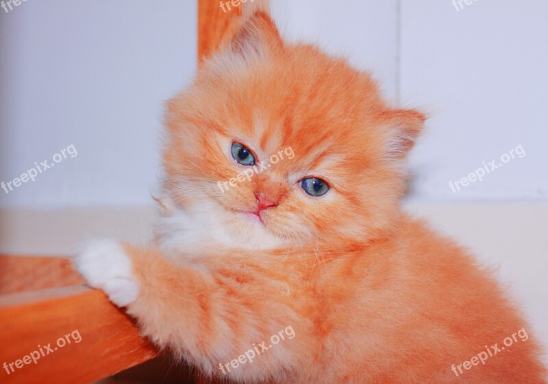 Cute Domestic Cat Pet Downy