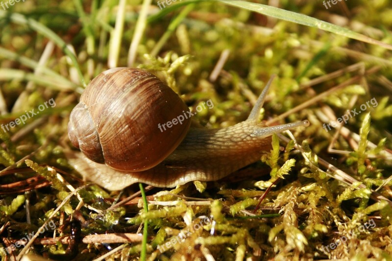 Slow Slippery Snail Brzuchonóg Nature