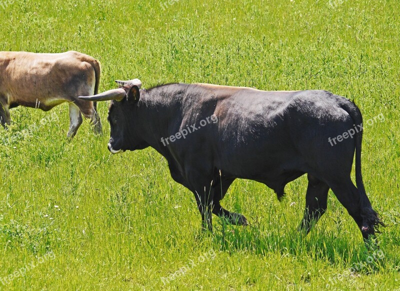 Bull Cow Heck Cattle Nabu Reserve