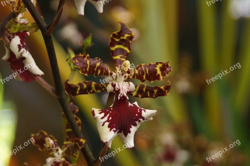 Orchid Summer Flower Ugly Delicate