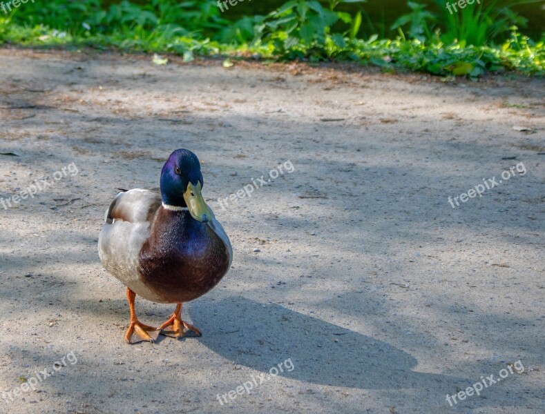 Duck Drake Mallard Water Bird Duck Bird