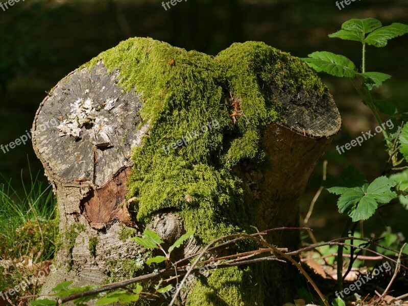 Nature Wood Tree Moss Environment