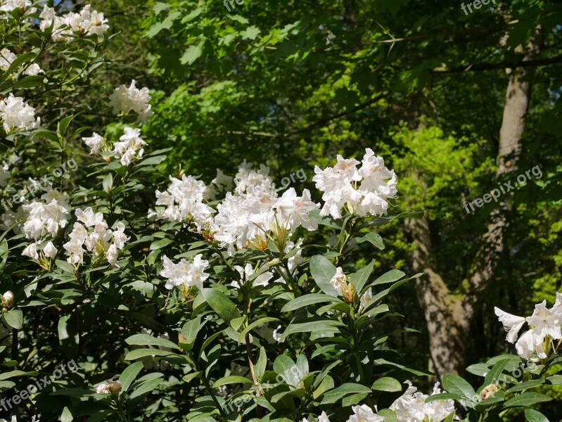 Flower Plant Leaf Nature Rhododendron