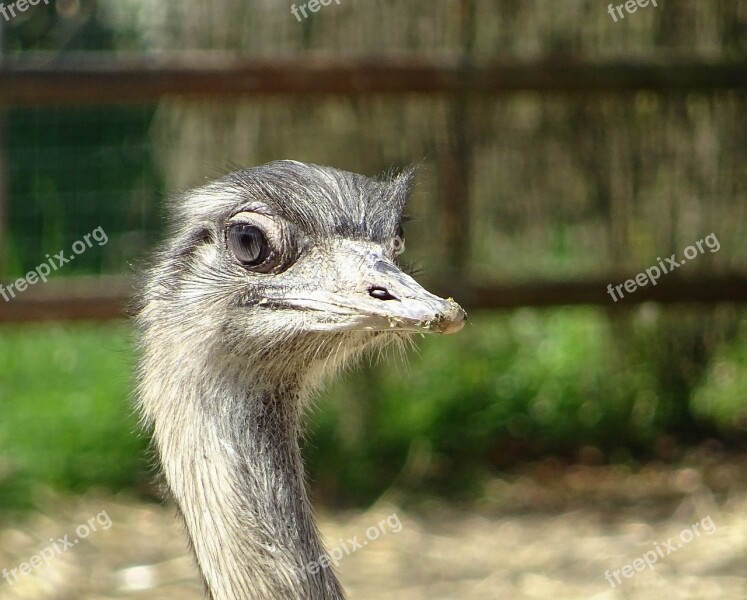 Animal Bird The Ostrich Head Free Photos