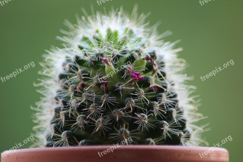 Cactus Plant Thorn Juice Plant Nature