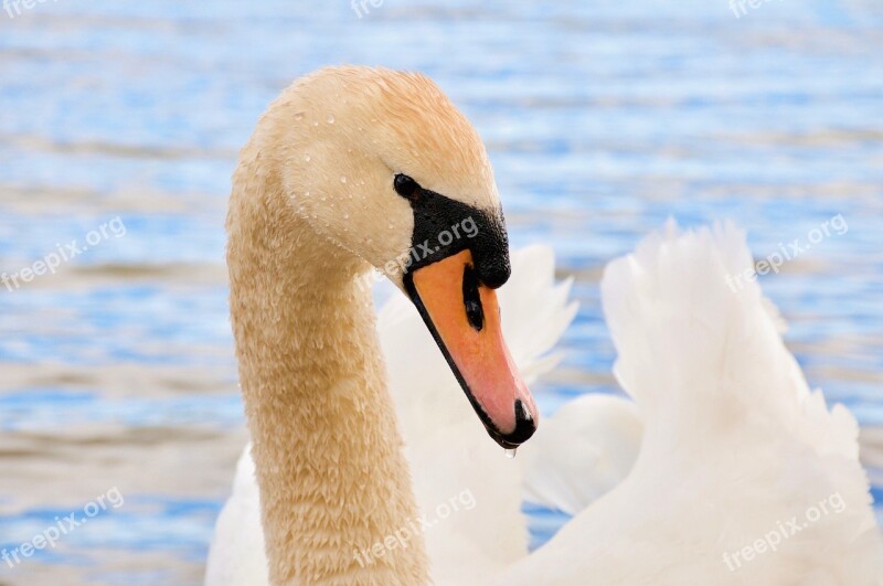 The Birds Swans Nature Water Bodies Outdoors