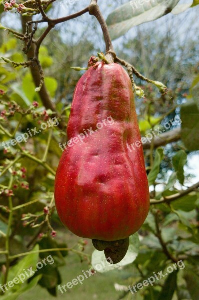 Red Cashew Fruit Garden Nature