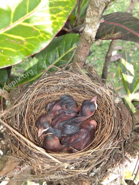 Nest Bird Straw Nature Young