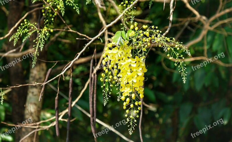 Elephants Trunk Pea Flower Golden Rain Tree Amaltas Yellow