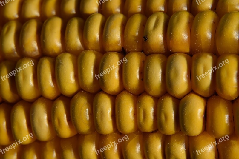 Macro Corn On The Cob Corn Food Field