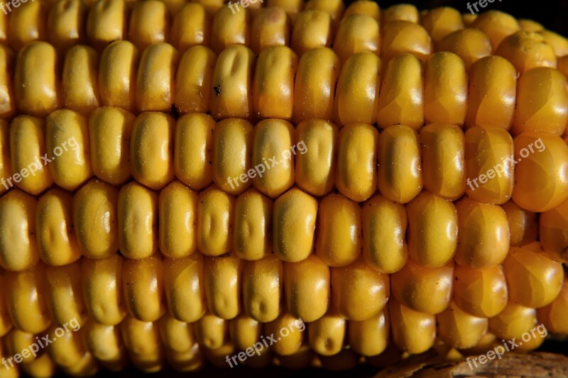 Macro Corn On The Cob Corn Food Field