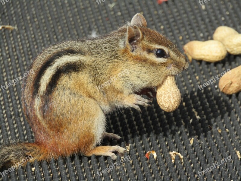 Mammal Rodent Chipmunk Cute Wildlife