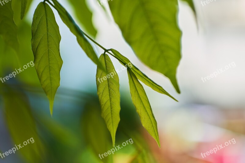 Leaf Nature Plant Growth Bright