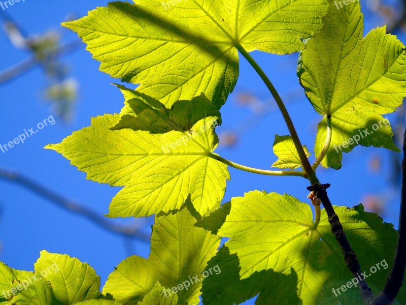 Leaf Nature Flora Growth Environment