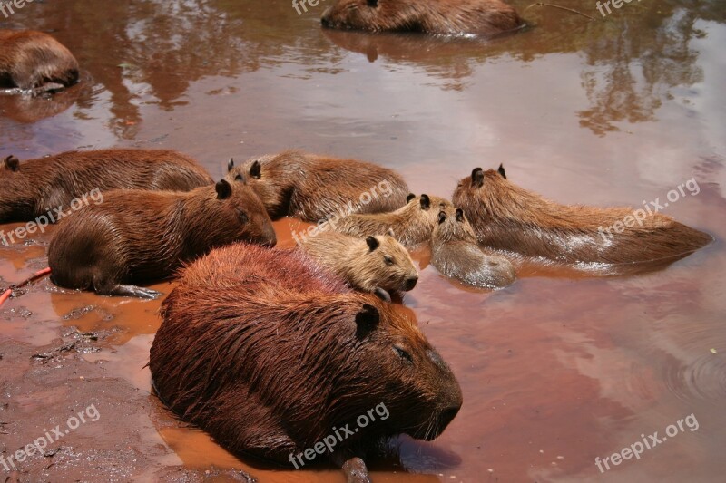 Wildlife Mammal Water Nature Outdoors