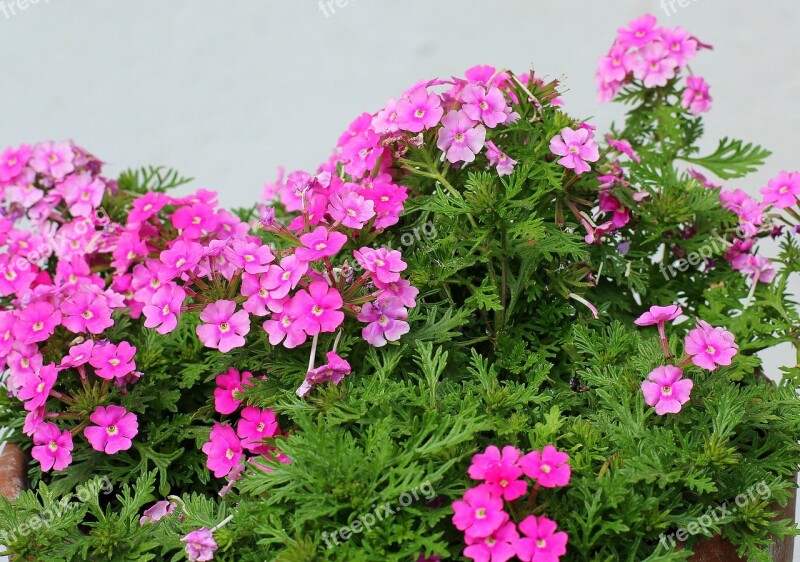 Tiny Flowers Pink Flower Plant Nature