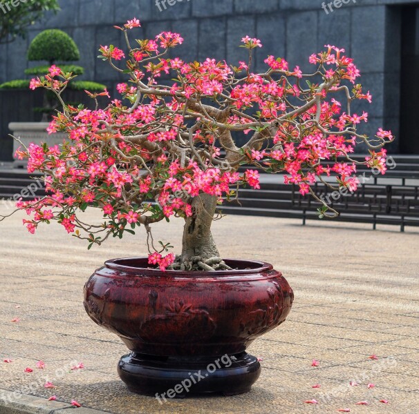 Flower Garden Tree Plant Park