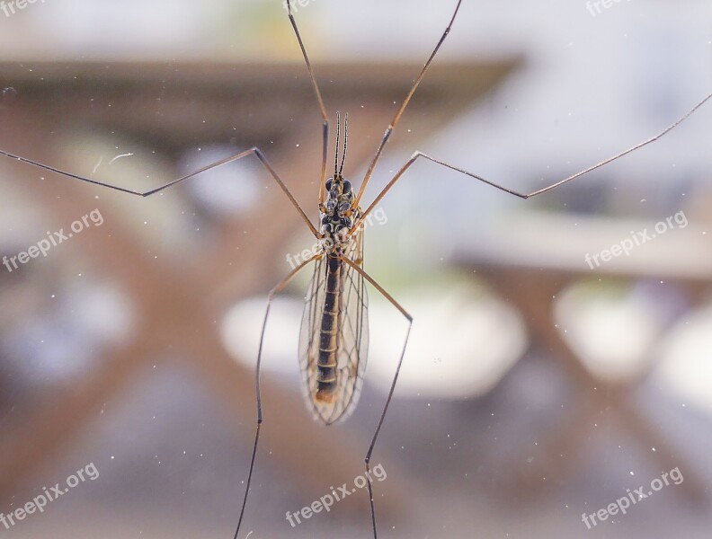 Insect Invertebrate Mosquito Animal Little