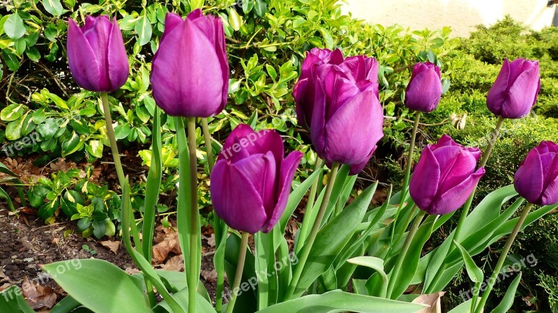 Nature Flower Plant Leaf Tulip