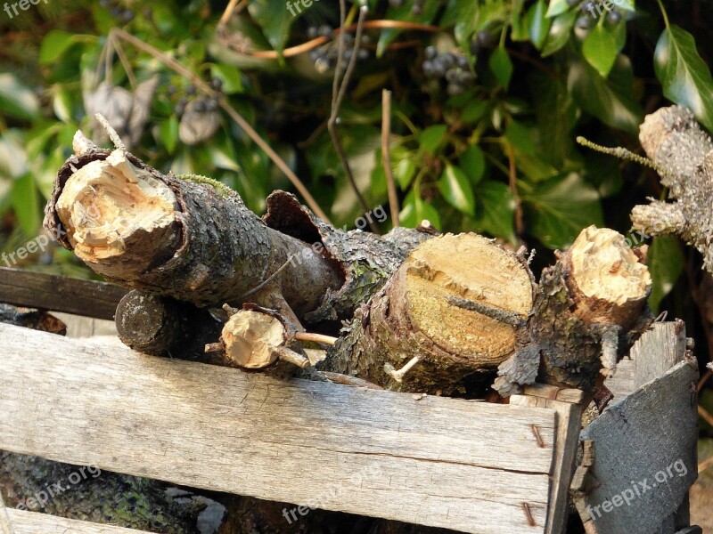 Nature Tree Food Plant Wood