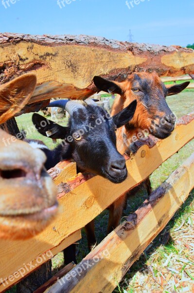 Nature Animal Outdoors Farm Goat