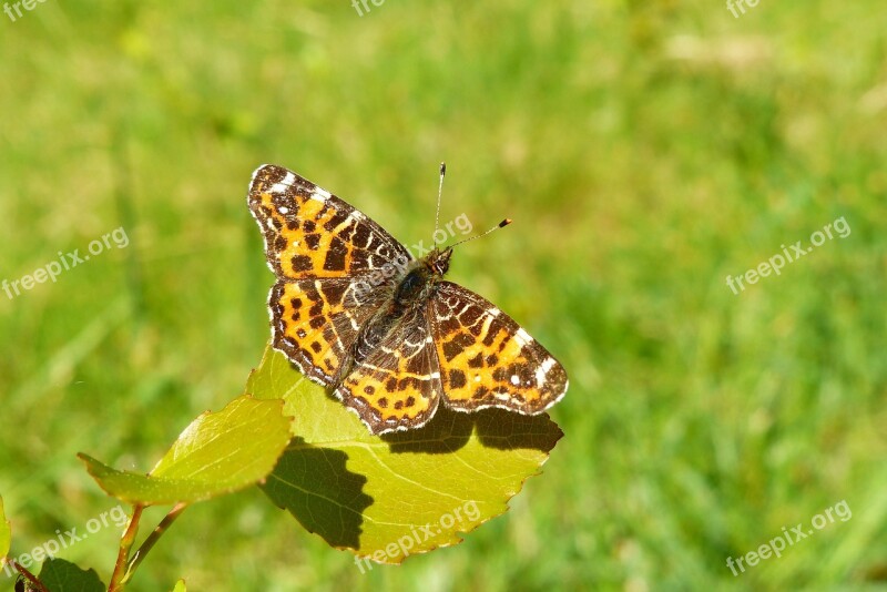 Nature At The Court Of Summer Lawn Animals