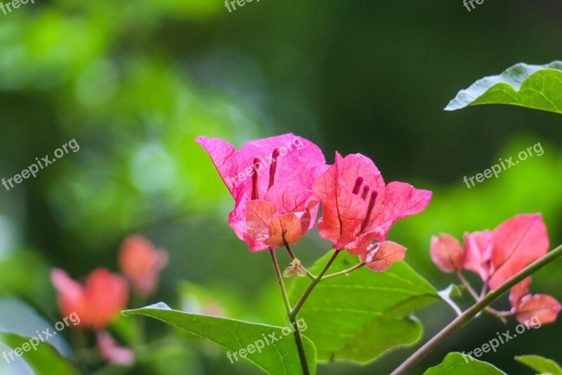 Leaves Flowers Bougainvillea Bougainvillea Azalea Mao Bao Towel South American Purple Jasmine