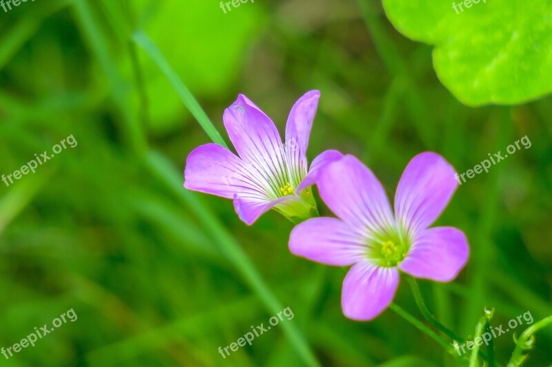 Shamrock Hong Kong Clover Wild Flowers Wild