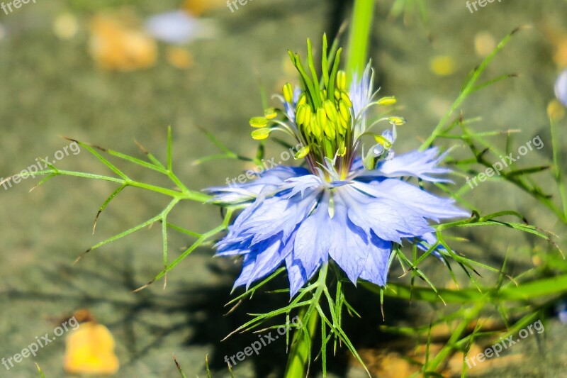 Black Grass Hong Kong Wild Flowers Wild Nature