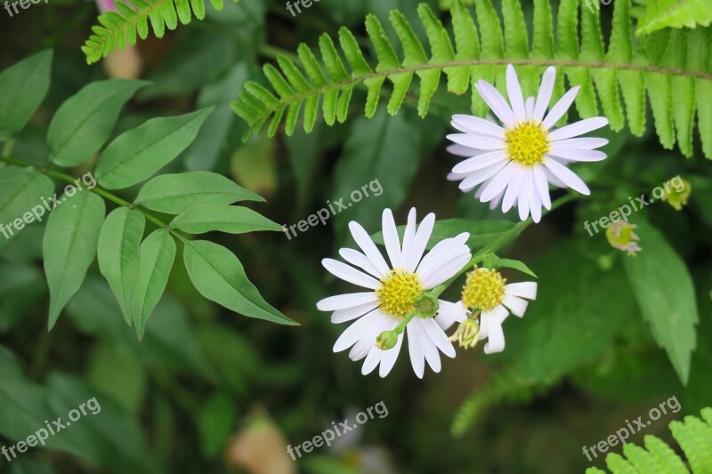 Aster Purple Flower Natural Plant