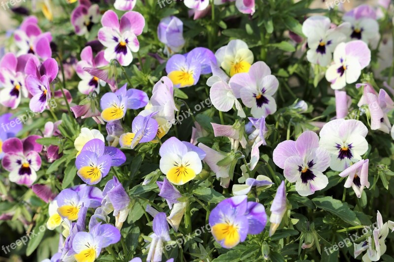 Pansy Viola Tricolor Flower Spring Floral