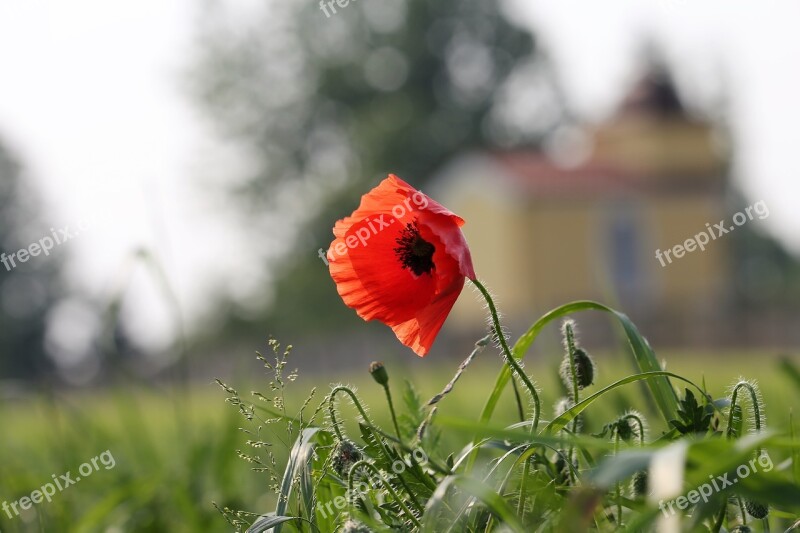 Red Poppy Near Chapel Papaver Rhoeas Flower Nature Field