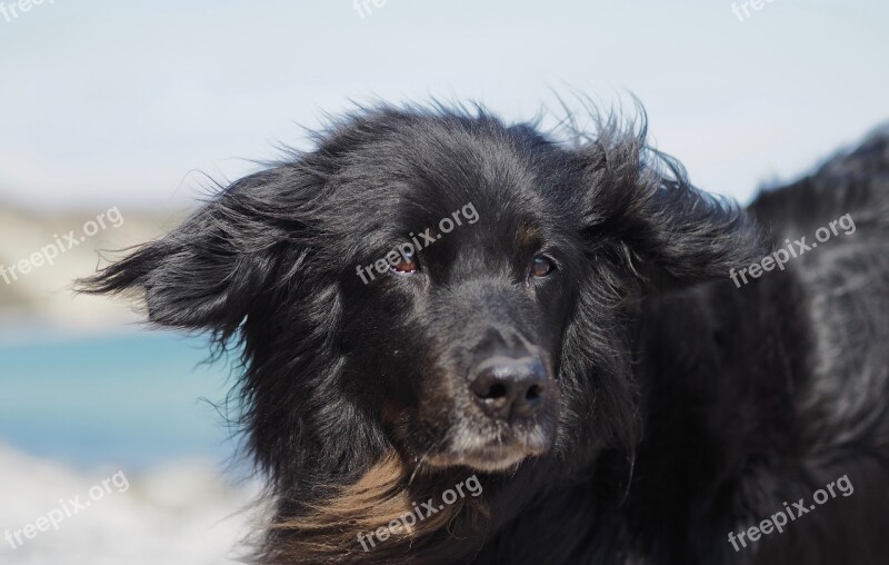 Animal Mammal Dog Portrait Cute