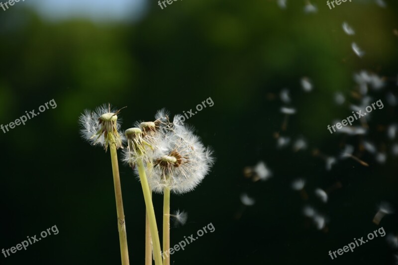 Dandelion Flower White Macro Fluff