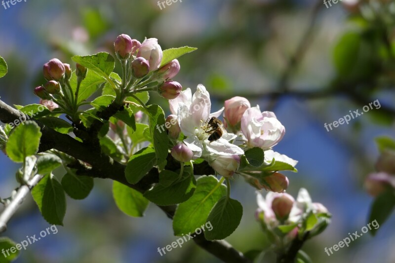 Apple Tree Apple Blossom Bee Wild Bee Spring