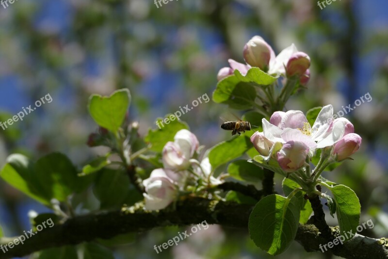 Apple Tree Apple Blossom Bee Wild Bee Spring