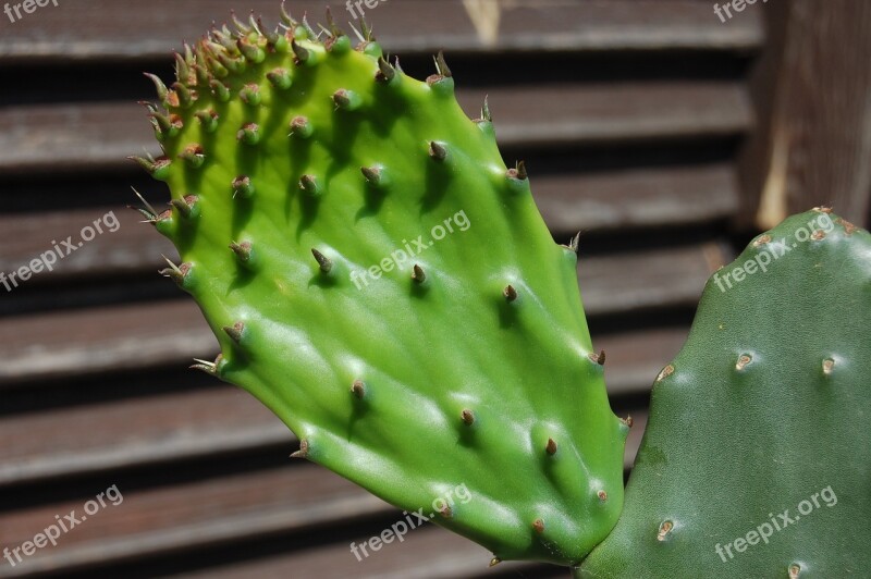 Cactaceae Succulent Plants Thorny Shovel Fichi D India Free Photos