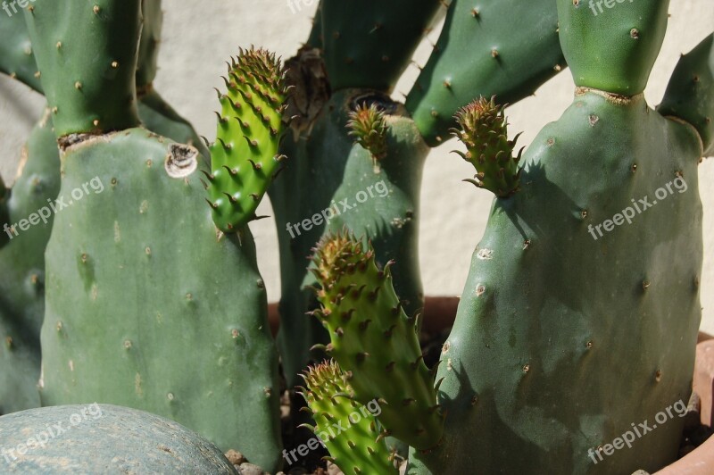 Cactaceae Succulent Plants Thorny Prickly Pears Free Photos