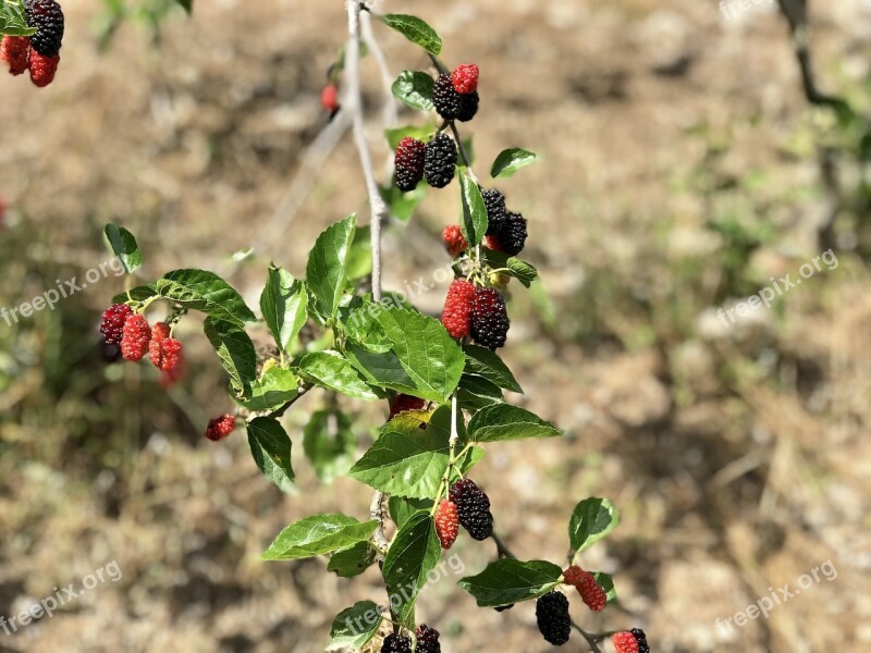 Fruit Leaves Mulberry Nature Food