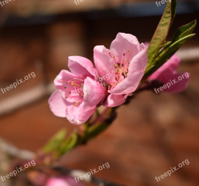 Flower Nature Plant Leaf Peach