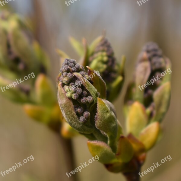 Nature Leaf Outdoor Plant Bud