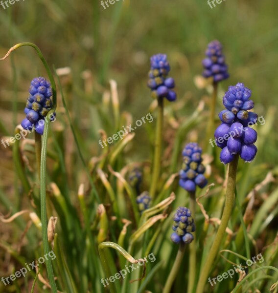 Nature Flower Plant Shell Hyacinthus