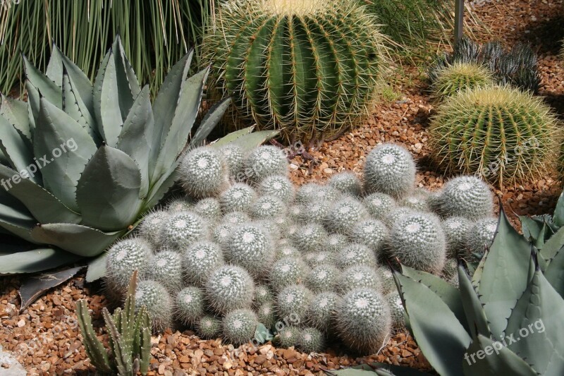 Cactus Succulent Desert Spine Prickly