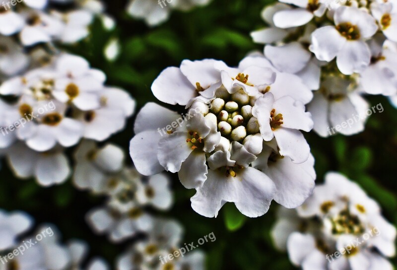 Candytuft Flowers White Flowers Flower Plant