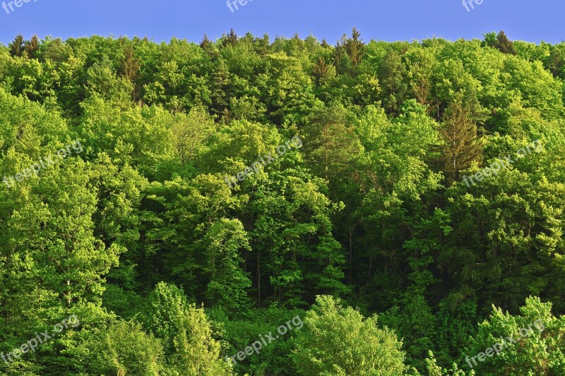 Trees Mountain Forests Forest Morning Light Morning