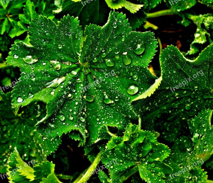 Leaf Drip Wet Raindrop Drop Of Water